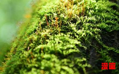 复照青苔上免费阅读 - 复照青苔上小说