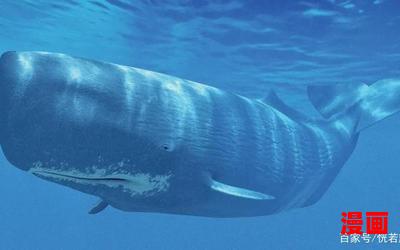 梅氏利维坦鲸-最新章节-免费阅读